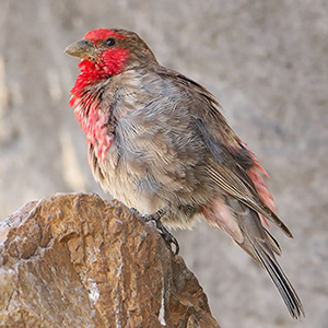 Red-fronted Rosefinch